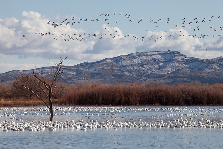Schneegans Anser caerulescens Snow Goose, Landschaft